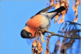 <p>HÝL OBECNÝ (Pyrrhula pyrrhula) Šluknovsko ----- ------- /Eurasian bullfinch - Gimpel/</p>